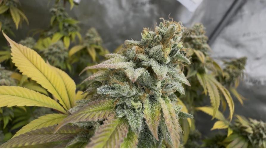 Clone war blue lobster / zushi. Week 15 - Nice 