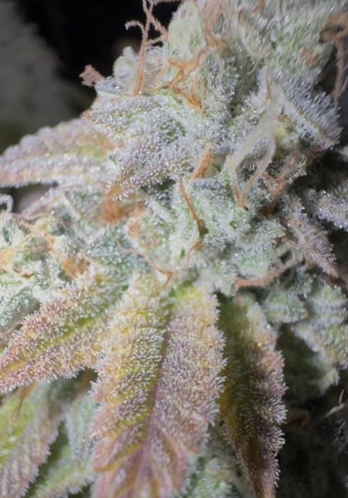 Clone war blue lobster / zushi. Week 15 - Is it blue? 