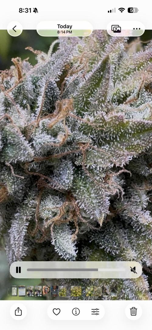 Clone war blue lobster / zushi. Week 15 - Blue 