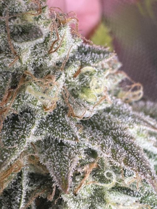 Clone war blue lobster / zushi. Week 15 - Last sleep for these bugs 