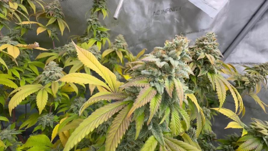 Clone war blue lobster / zushi