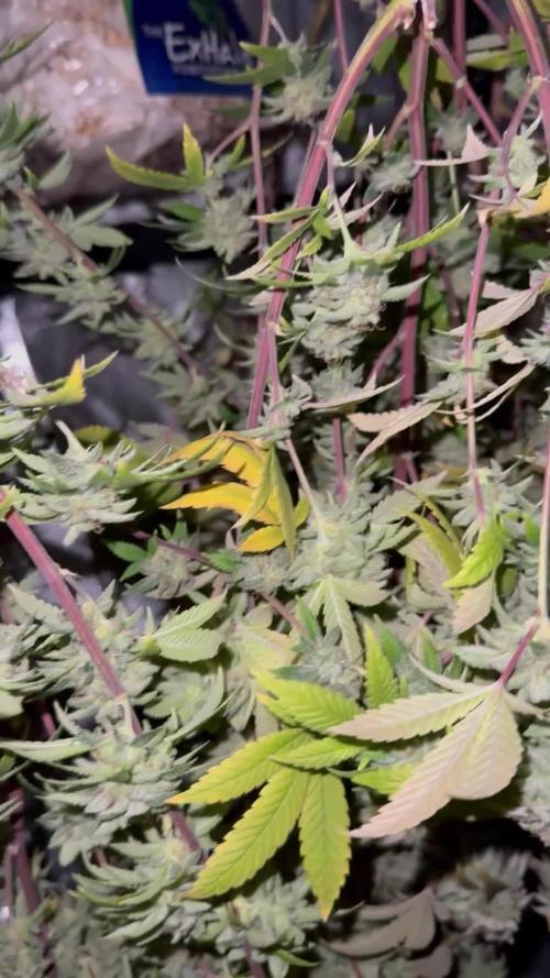 Clone war blue lobster / zushi