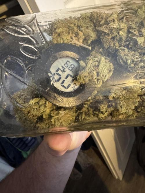 Clone war blue lobster / zushi. Week 16 - Stable in jar.  A/B test versus cannatrol. 