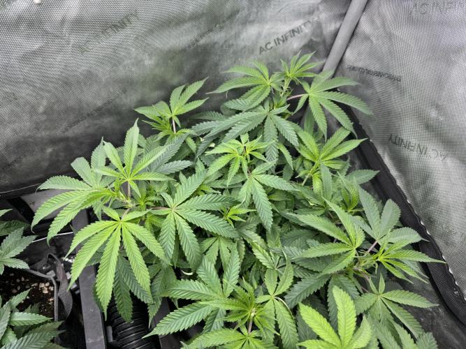 Compound Genetics- Glue 31. Week 1 - Great genetics so far. 