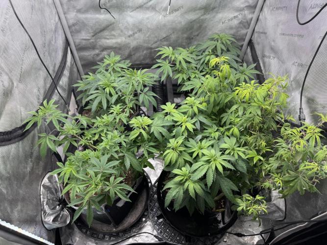Compound Genetics- Glue 31. Week 1 - Giving my 2 mother plants room to breath in the flower tent. 