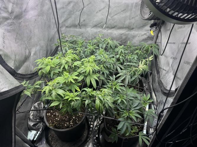 Compound Genetics- Glue 31. Week 2 - Scrog to try to correct height differences. 