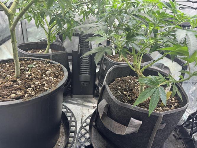 Compound Genetics- Glue 31. Week 2 - 3 fabrics , 1 plastic 