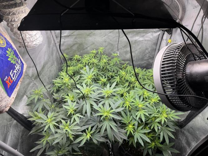Compound Genetics- Glue 31. Week 6 - Apple fritter dominating the front right (plastic pot)