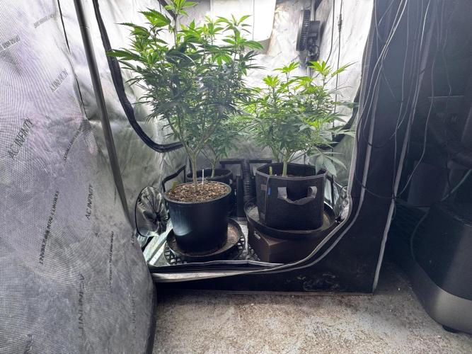 Compound Genetics- Glue 31. Week 6 - Stretch with no net got in balanced. 