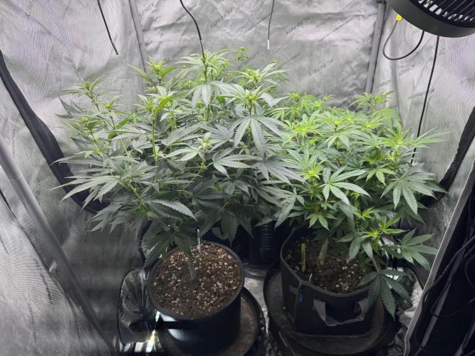 Compound Genetics- Glue 31. Week 6 - 3/4