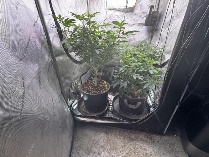 Compound Genetics- Glue 31. Week 6 - The jokerz31x GG are very stout so far. 