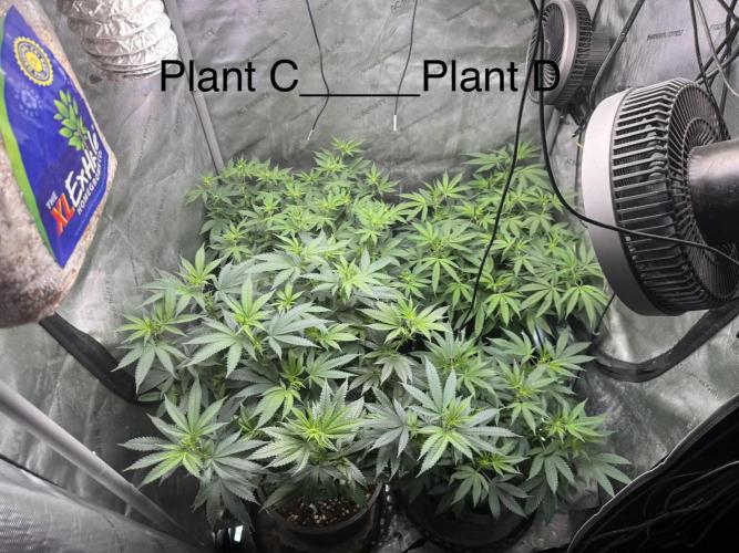 Compound Genetics- Glue 31. Week 6 - I’ve got clones of C&D popping roots very early 