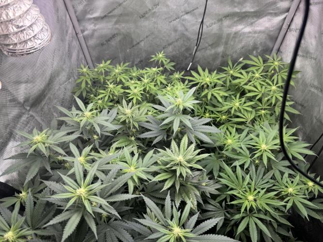Compound Genetics- Glue 31. Week 7 - Canopy dominated by bag seed 