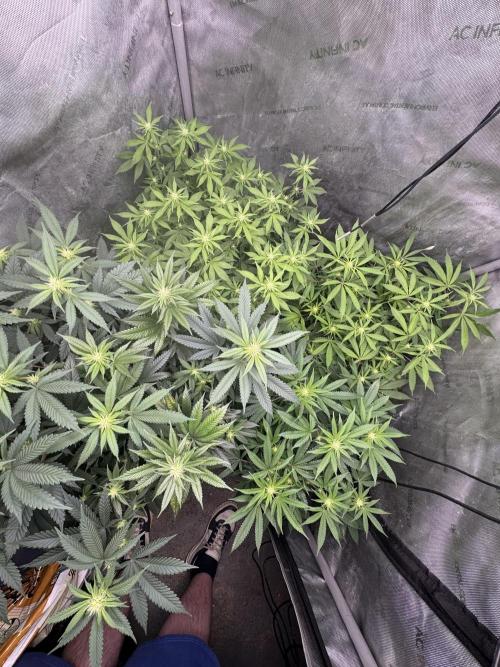Compound Genetics- Glue 31. Week 7 - Glue 31 is like green 