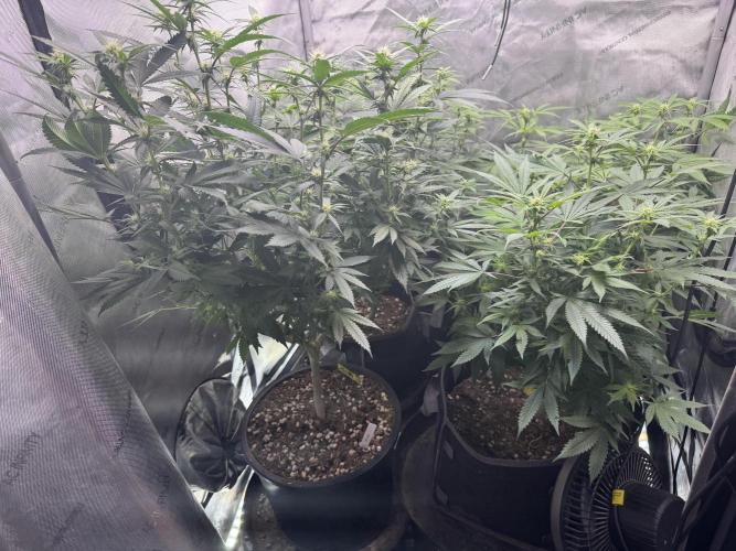 Compound Genetics- Glue 31. Week 7 - Stretch over 