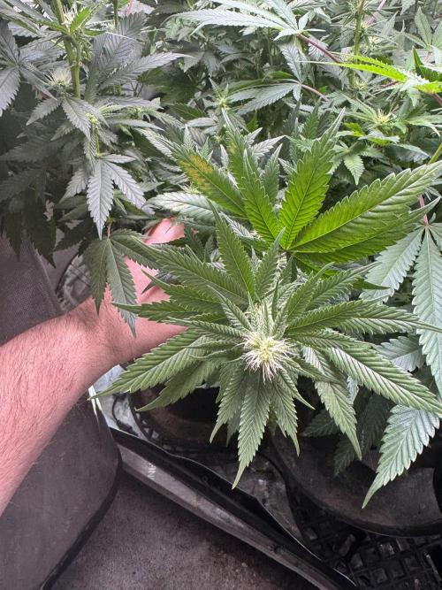 Compound Genetics- Glue 31. Week 7 - Stacking nicely 