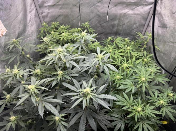 Compound Genetics- Glue 31. Week 8 - Buds stacking. 
