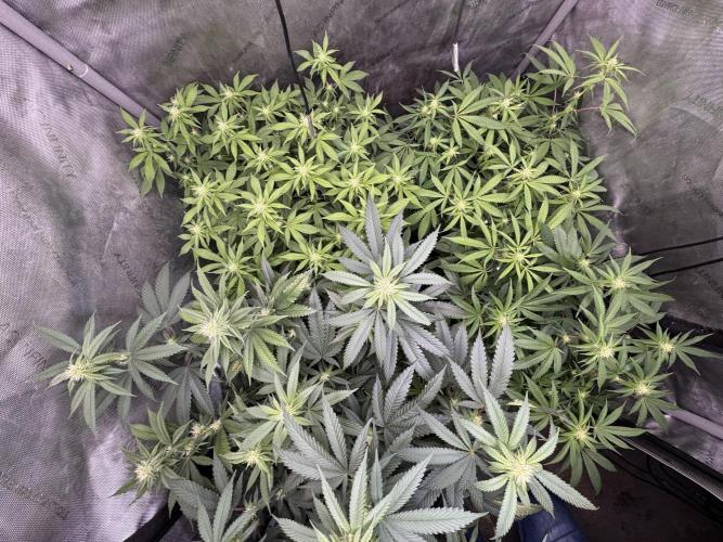 Compound Genetics- Glue 31. Week 8 - Going to run my light close to the dominant plant even if I burn it. 