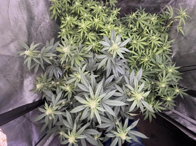 Compound Genetics- Glue 31. Week 8 - Don’t want the 3 glue 31 plants to have too little light. 