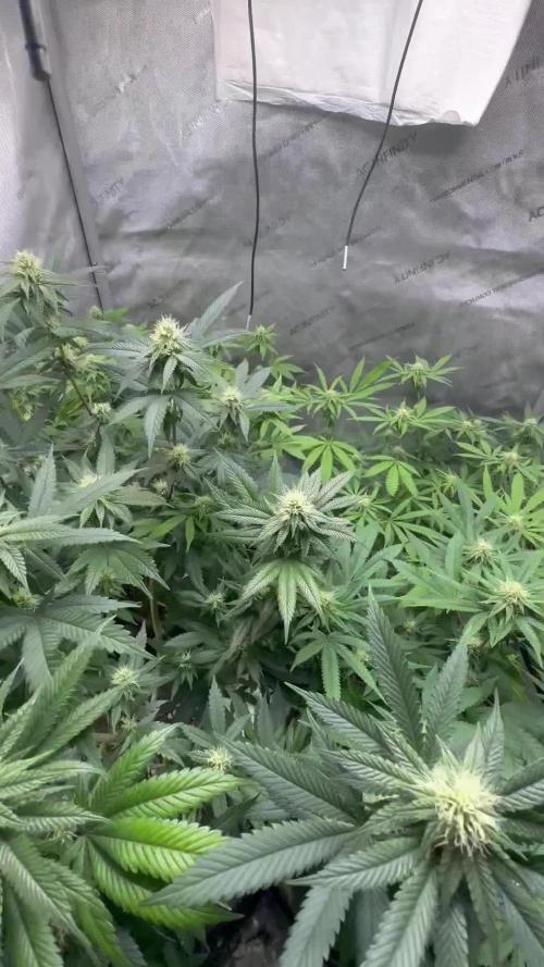 Compound Genetics- Glue 31