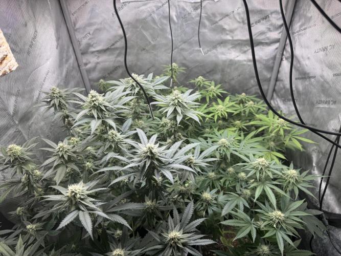 Compound Genetics- Glue 31. Week 9 - I successfully rooted clones on all 4. The vigorous green clones were slowest. 