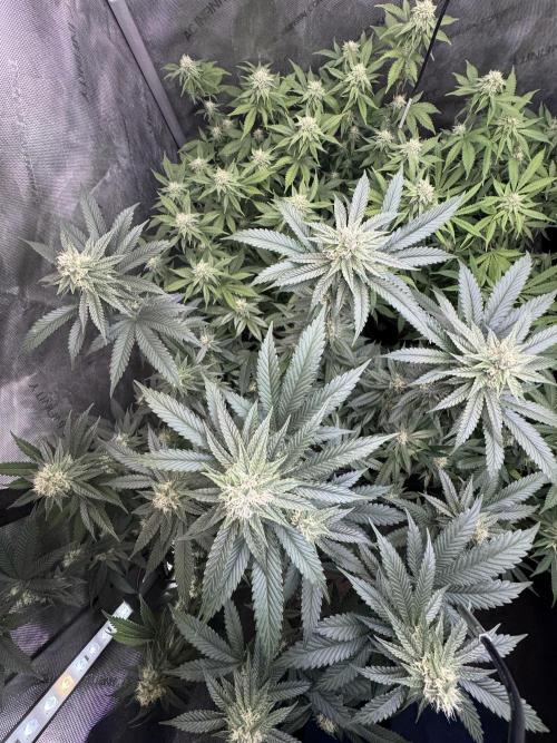 Compound Genetics- Glue 31. Week 9 - Looking great, no real smell 