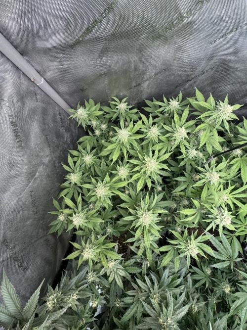 Compound Genetics- Glue 31. Week 9 - Starting to stink
