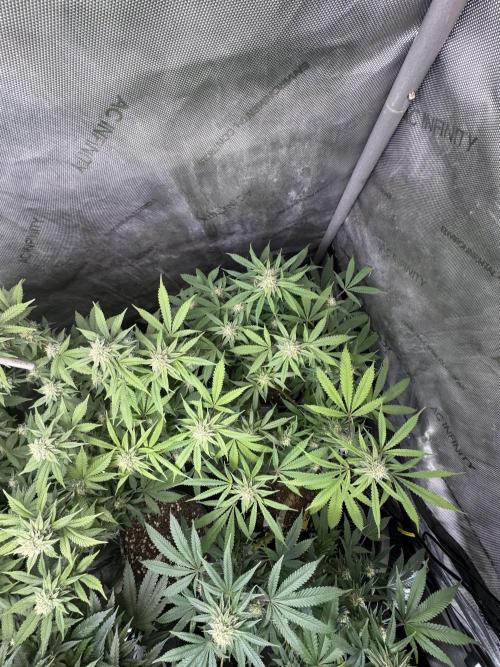 Compound Genetics- Glue 31. Week 9 - Getting sticky 