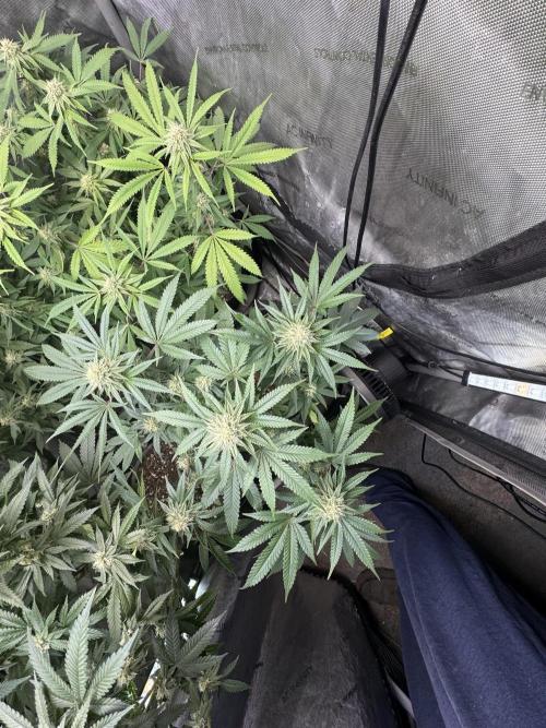 Compound Genetics- Glue 31. Week 9 - First one to frost 