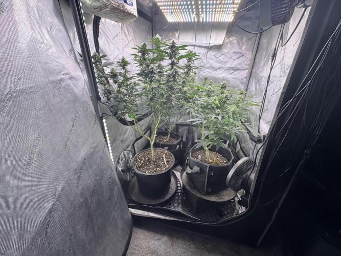 Compound Genetics- Glue 31. Week 9 - Too tall jones stealing the light 
