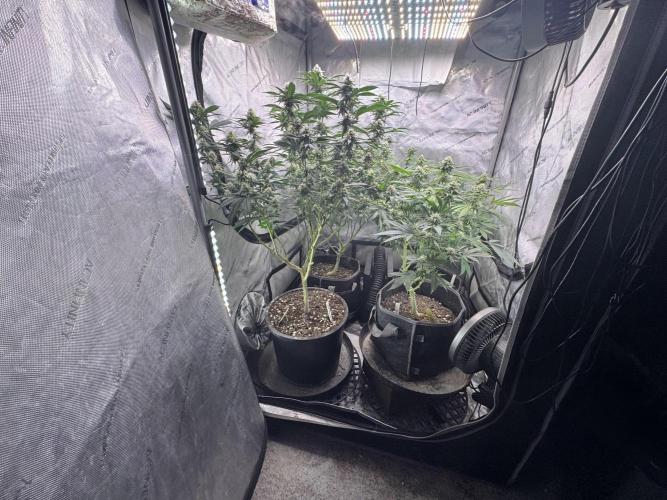 Compound Genetics- Glue 31. Week 9