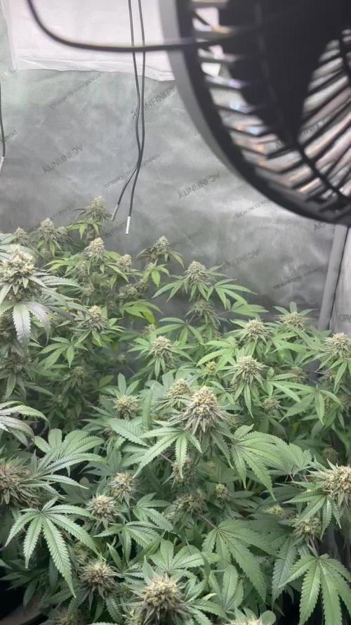 Compound Genetics- Glue 31