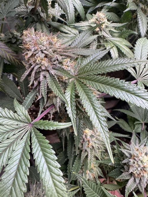 Compound Genetics- Glue 31. Week 11 - “Plant A” is a tough train with great nug stack
