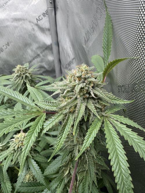 Compound Genetics- Glue 31. Week 11 - “Plant C” is one of my finalists. Less topping than plant D so denser colas.
