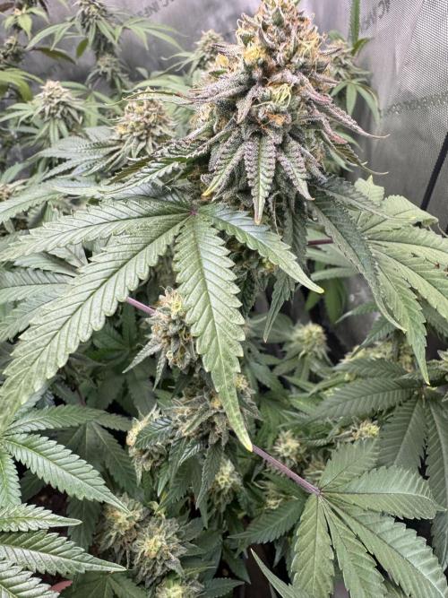 Compound Genetics- Glue 31. Week 11 - “Plant D” is the front runner. Easy training, 16 tops. Hoping they bulk a bit 