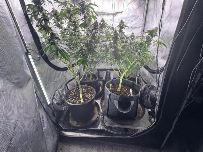 Compound Genetics- Glue 31. Week 11 - Family photo 