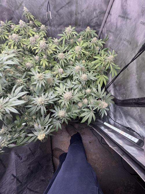 Compound Genetics- Glue 31. Week 11 - Front right - plant A