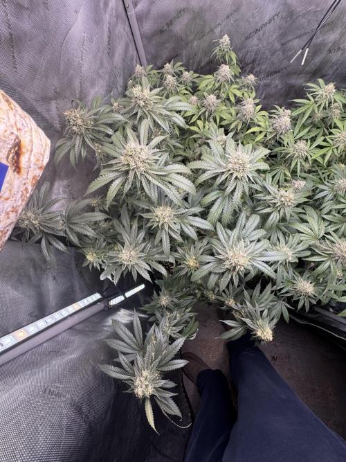 Compound Genetics- Glue 31. Week 11 - Apple fritter = plant B (annoying on plant tags, should’ve been A lol)