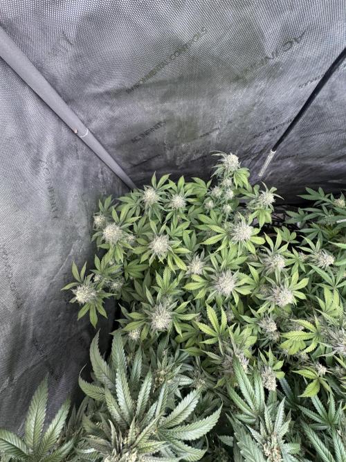 Compound Genetics- Glue 31. Week 11 - Plant D