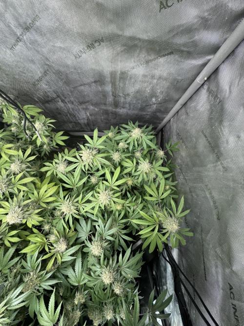 Compound Genetics- Glue 31. Week 11 - Plant C 