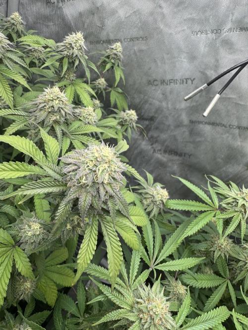 Compound Genetics- Glue 31. Week 11 - Nugs