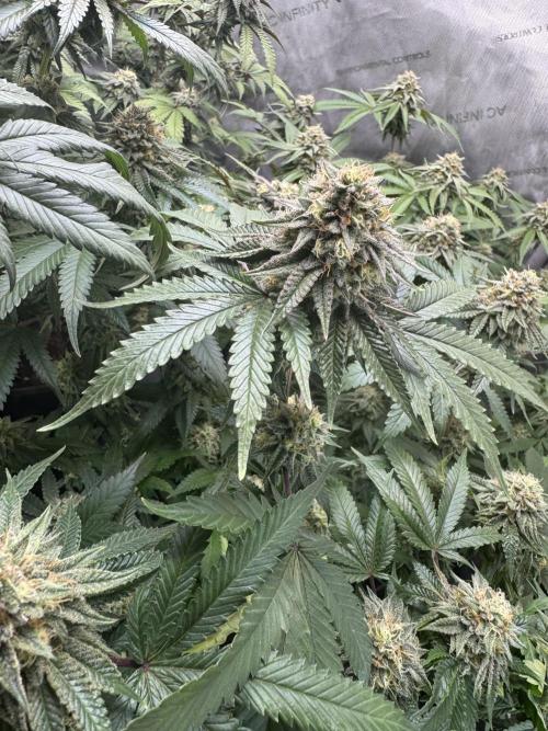 Compound Genetics- Glue 31. Week 11 - Nugs 