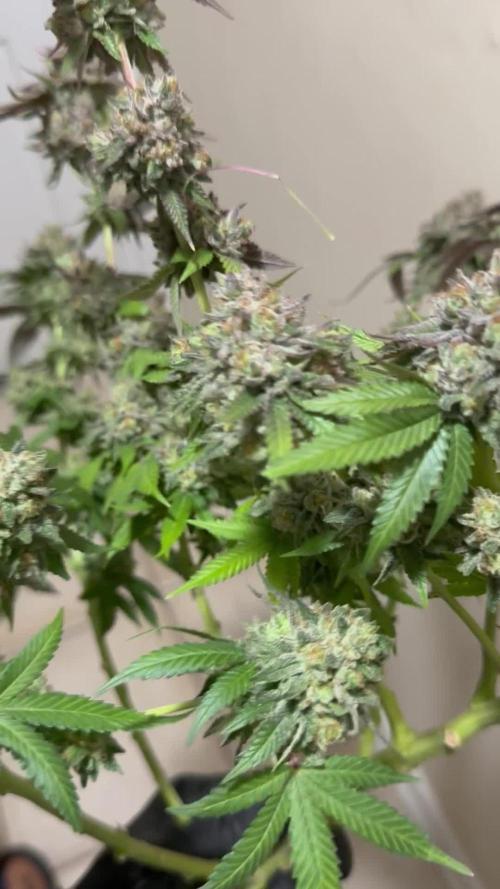 Compound Genetics- Glue 31