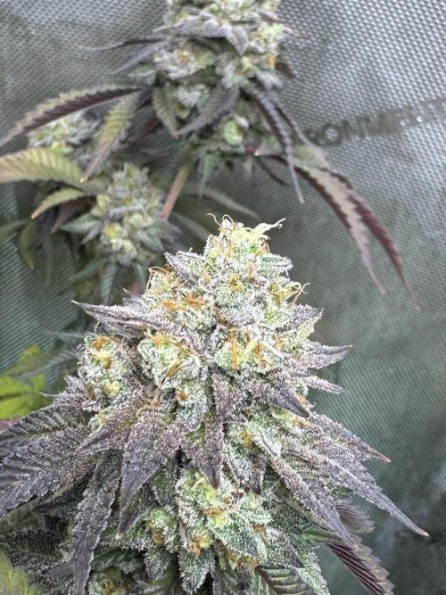 Compound Genetics- Glue 31. Week 12