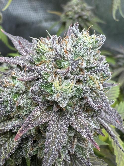 Compound Genetics- Glue 31. Week 12