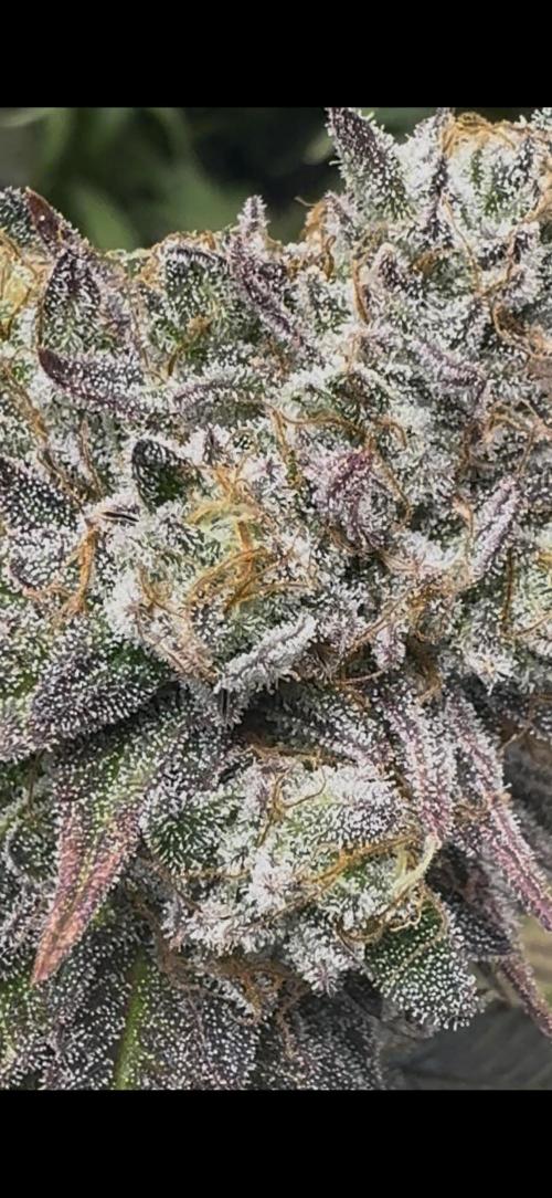 Compound Genetics- Glue 31. Week 12