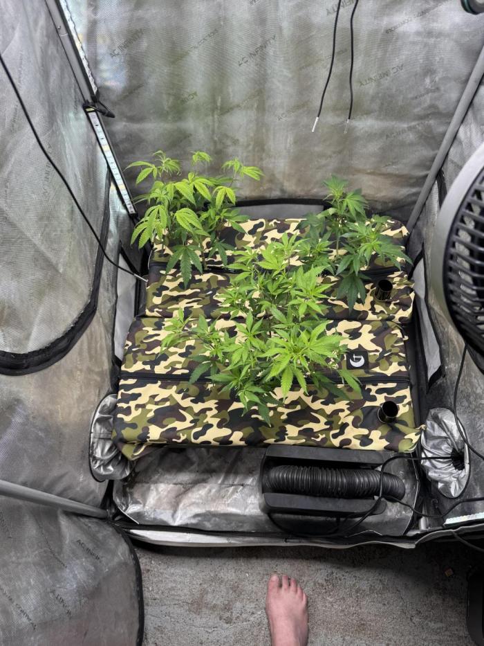 Clone wars - Glue31 and blue zushi. Week 1