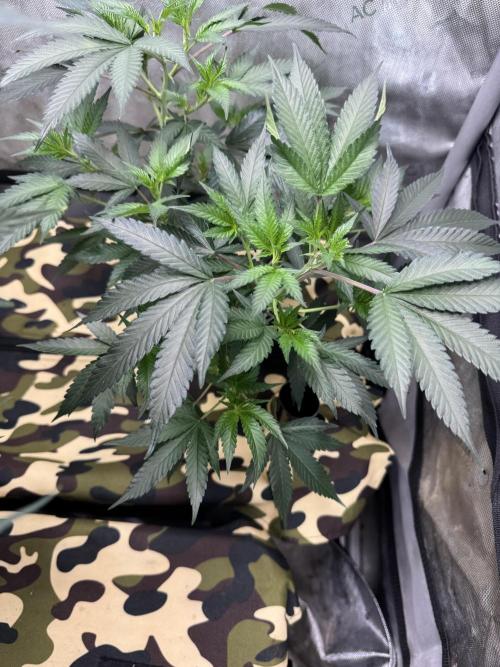 Clone wars - cipher vs compound. Week 3 - Stout glue 31 pheno 