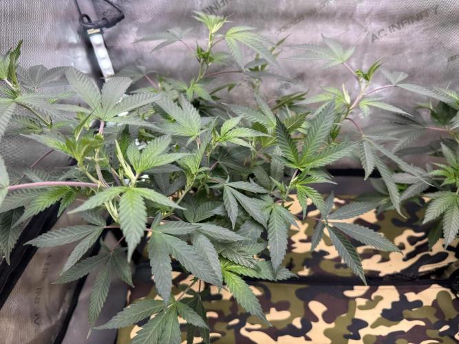 Clone wars - cipher vs compound. Week 3 - Possible keeper on glue 31 hunt (plant C)