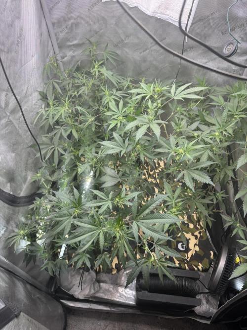 Clone wars - cipher vs compound. Week 4 - Glue 31 x2 on the left
Blueberry lobster on right 